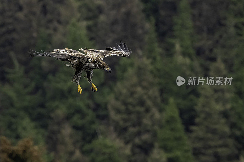 白头鹰(Haliaeetus leucocephalus)是一种发现于北美的猛禽。位于查塔姆海峡巴拉诺夫岛卡斯尼库湾的隐藏瀑布。阿拉斯加。一只飞翔和钓鱼的少年。